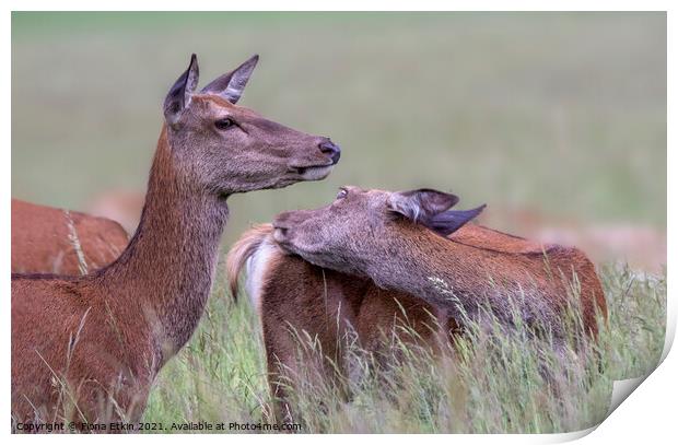 Red Deer in the fields Print by Fiona Etkin