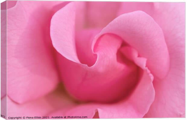 Pink rose macro Canvas Print by Fiona Etkin