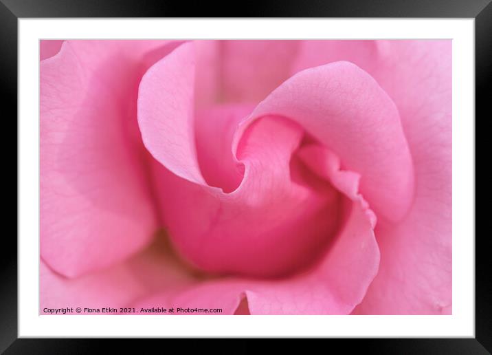 Pink rose macro Framed Mounted Print by Fiona Etkin