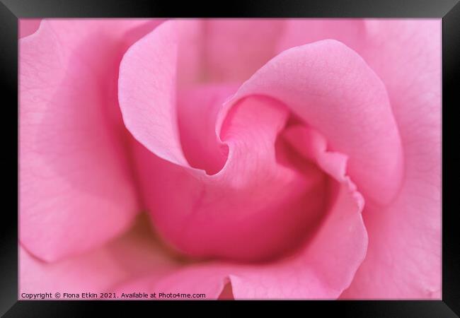 Pink rose macro Framed Print by Fiona Etkin