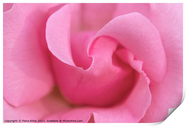 Pink rose macro Print by Fiona Etkin