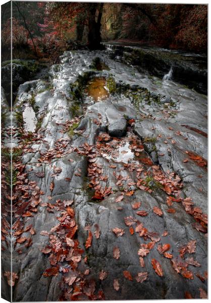 Autumn leaves on a rock bed Canvas Print by Leighton Collins