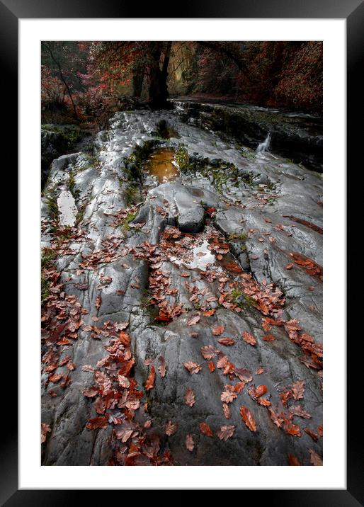 Autumn leaves on a rock bed Framed Mounted Print by Leighton Collins