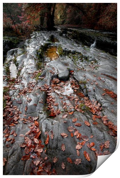 Autumn leaves on a rock bed Print by Leighton Collins