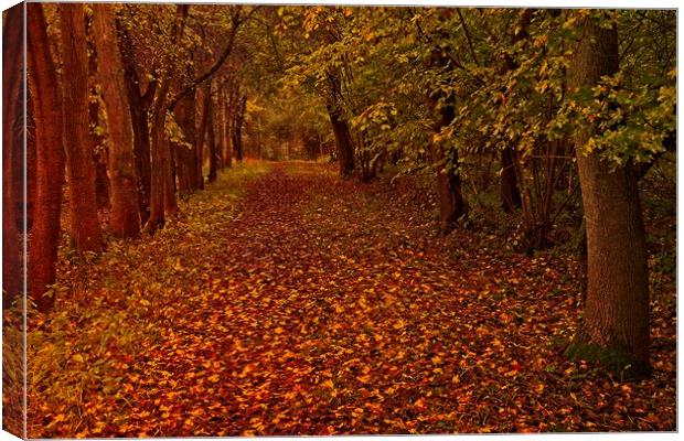 Fallen Leaves in Autumn Wood Canvas Print by Martyn Arnold