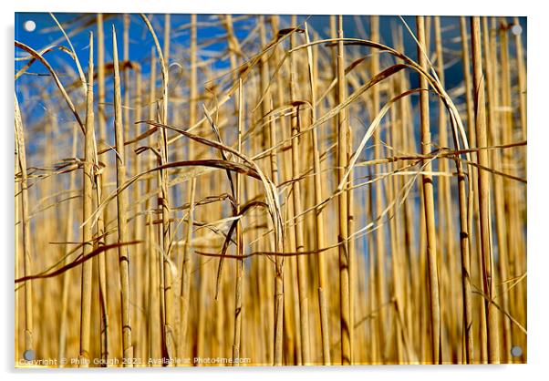 Elephant Grass Acrylic by Philip Gough