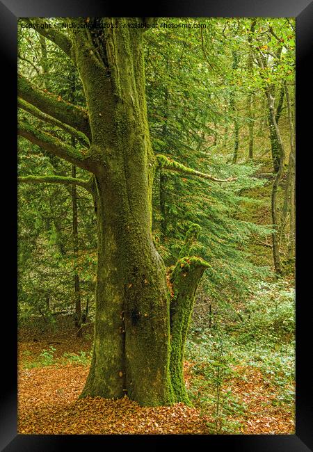 The Stalwart standing in Tyn y Coed Woods near Car Framed Print by Nick Jenkins