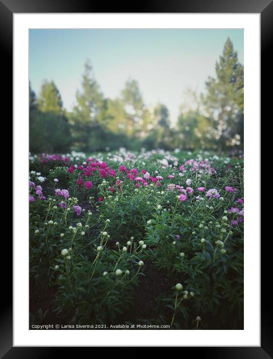 Peony field Framed Mounted Print by Larisa Siverina