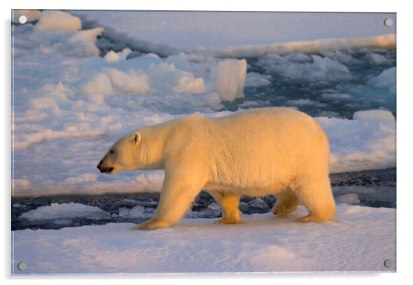 Polar Bear on Pack Ice at Sunset Acrylic by Arterra 
