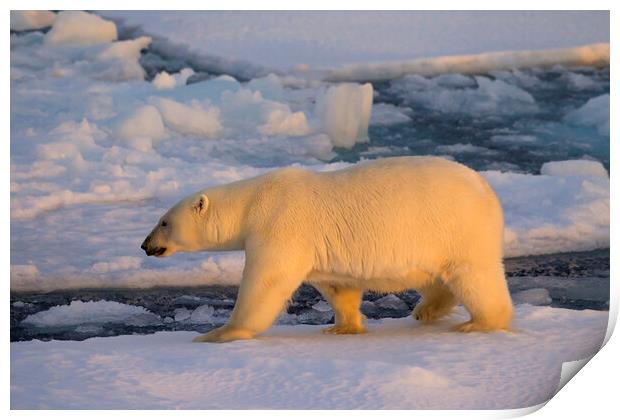 Polar Bear on Pack Ice at Sunset Print by Arterra 