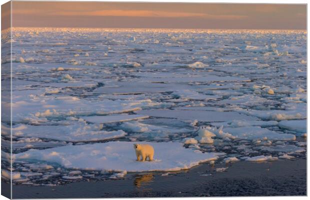 Polar Bear on Drift Ice at Sunset Canvas Print by Arterra 