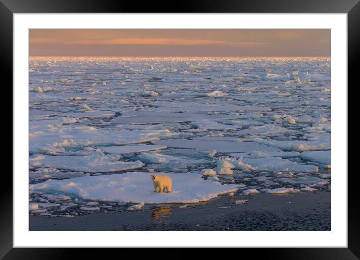 Polar Bear on Drift Ice at Sunset Framed Mounted Print by Arterra 