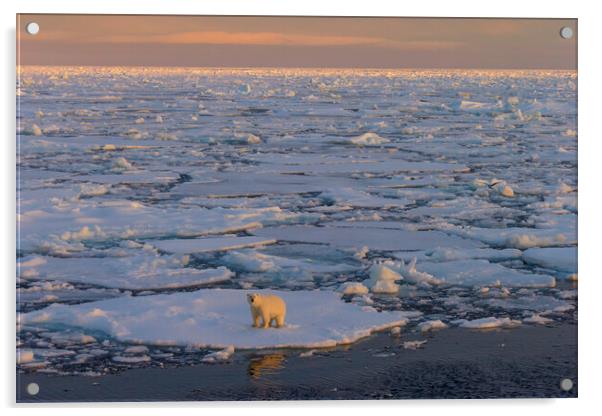 Polar Bear on Drift Ice at Sunset Acrylic by Arterra 