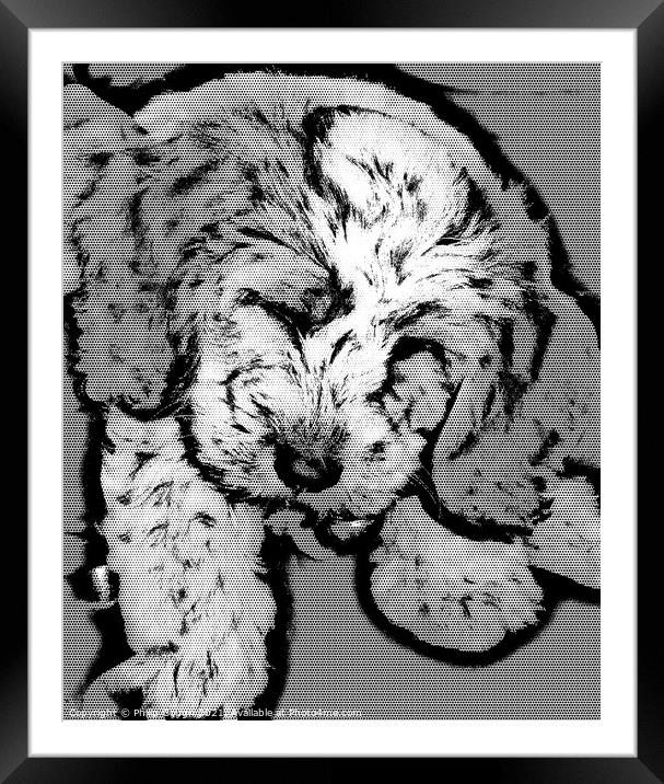 Sleeping Puppy Framed Mounted Print by Philip Gough