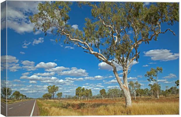 Eucalyptus Tree, Australia Canvas Print by Arterra 