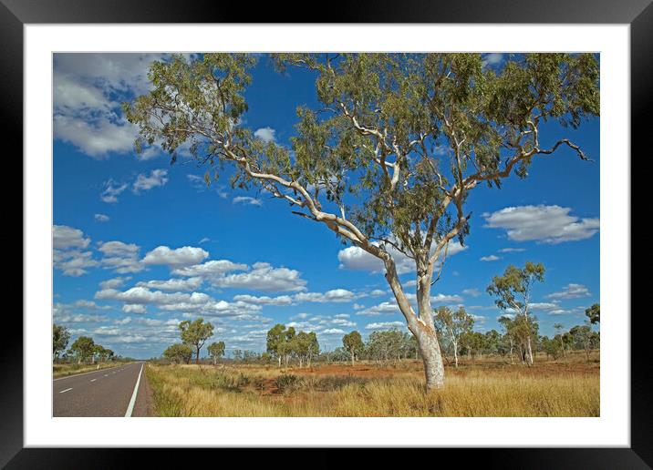 Eucalyptus Tree, Australia Framed Mounted Print by Arterra 