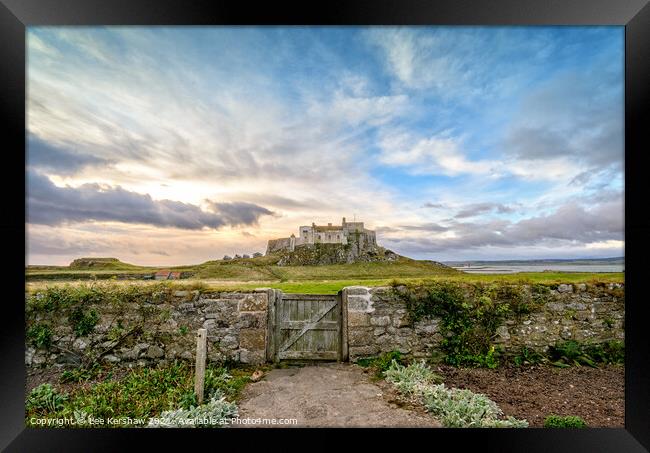 Lindisfarne Castle from Gertrude Jekyll's garden Framed Print by Lee Kershaw