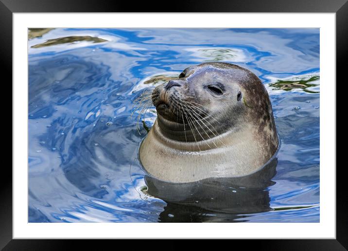 Happy Scottish Common Seal  Framed Mounted Print by Arterra 