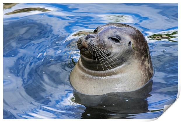 Happy Scottish Common Seal  Print by Arterra 