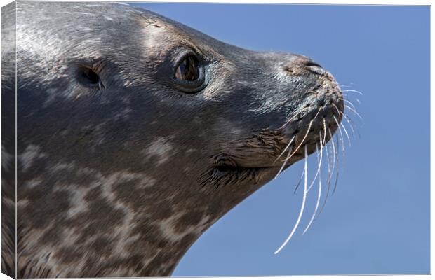 Scottish Common Seal  Canvas Print by Arterra 