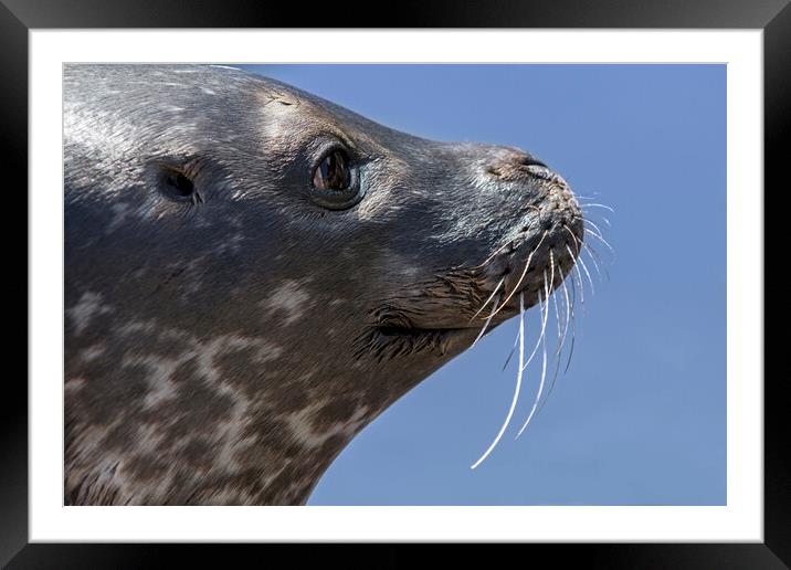 Scottish Common Seal  Framed Mounted Print by Arterra 