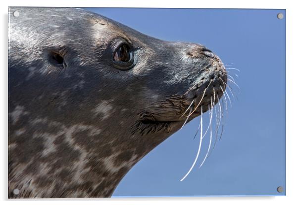 Scottish Common Seal  Acrylic by Arterra 