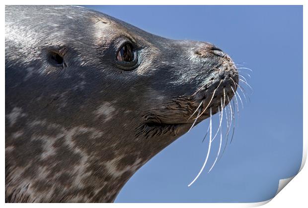 Scottish Common Seal  Print by Arterra 