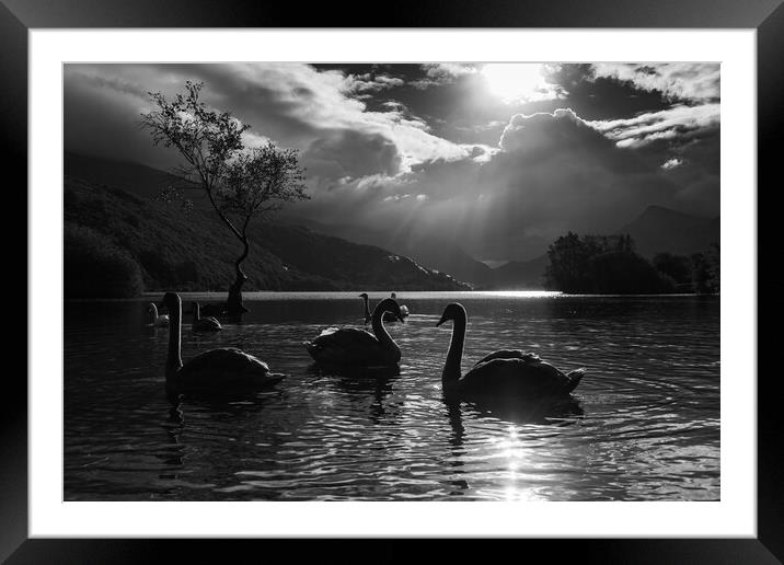 Majestic swans by the Lonely tree Framed Mounted Print by Jason Wells