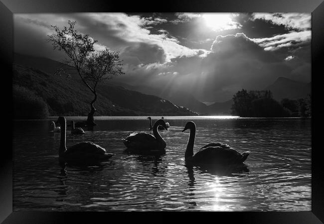 Majestic swans by the Lonely tree Framed Print by Jason Wells