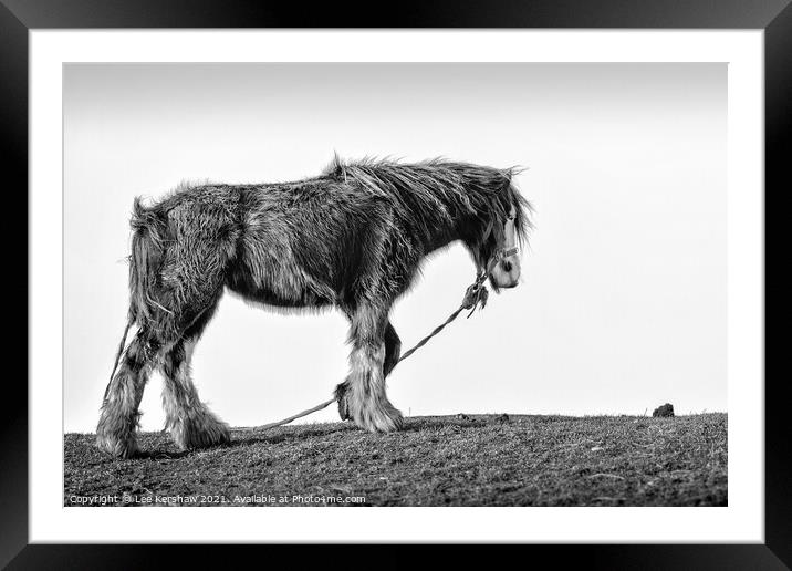An old coastal horse in Northumberland Framed Mounted Print by Lee Kershaw