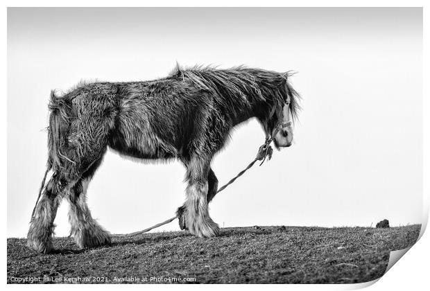 An old coastal horse in Northumberland Print by Lee Kershaw
