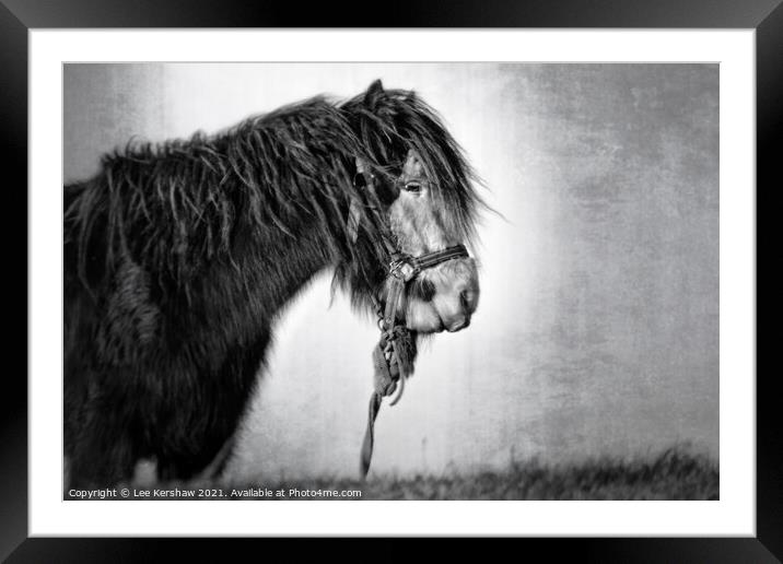 Coastal Northumbrian horse portrait in mono Framed Mounted Print by Lee Kershaw