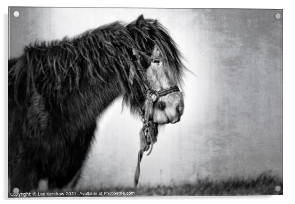 Coastal Northumbrian horse portrait in mono Acrylic by Lee Kershaw