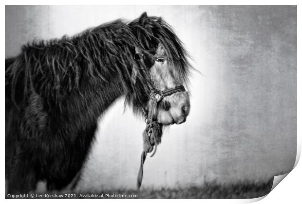 Coastal Northumbrian horse portrait in mono Print by Lee Kershaw