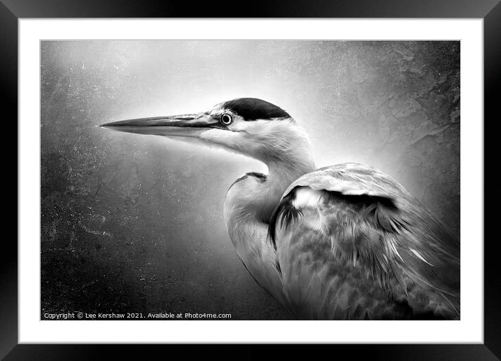 Black & white Heron portrait Framed Mounted Print by Lee Kershaw