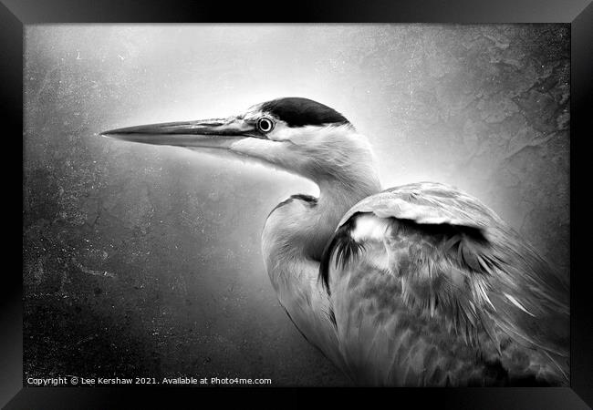 Black & white Heron portrait Framed Print by Lee Kershaw