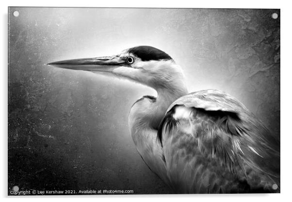 Black & white Heron portrait Acrylic by Lee Kershaw