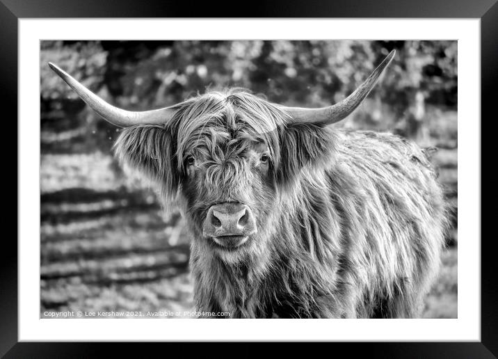 Highland cow mono portrait Framed Mounted Print by Lee Kershaw