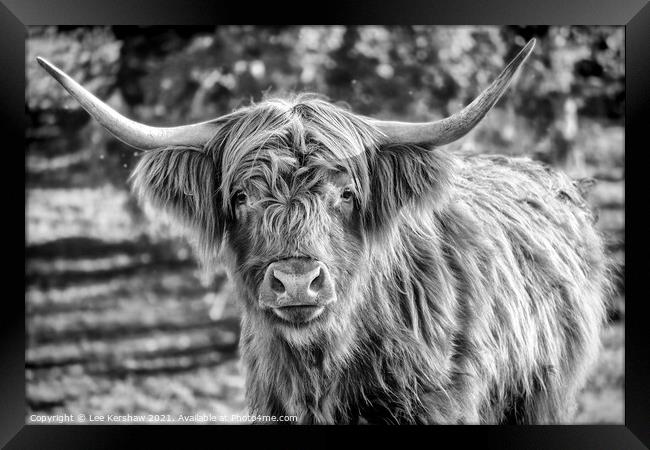 Highland cow mono portrait Framed Print by Lee Kershaw