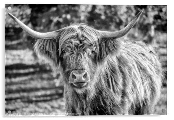 Highland cow mono portrait Acrylic by Lee Kershaw