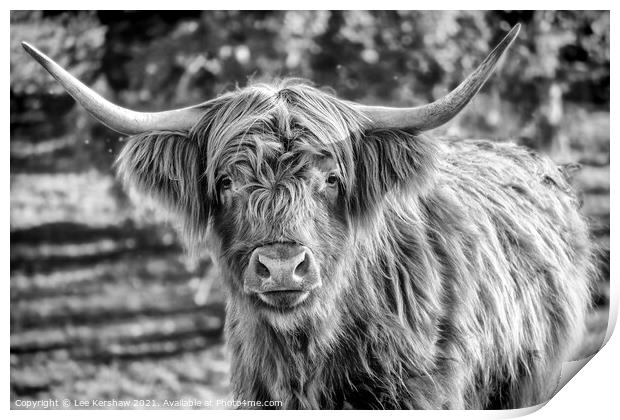 Highland cow mono portrait Print by Lee Kershaw