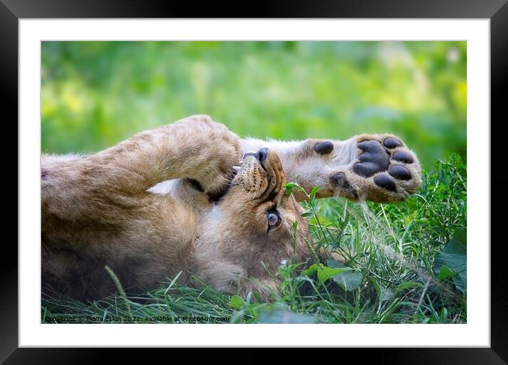 Putting your foot in it!  Framed Mounted Print by Fiona Etkin