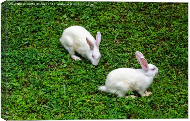 Two white rabbits Canvas Print by Lucas D'Souza