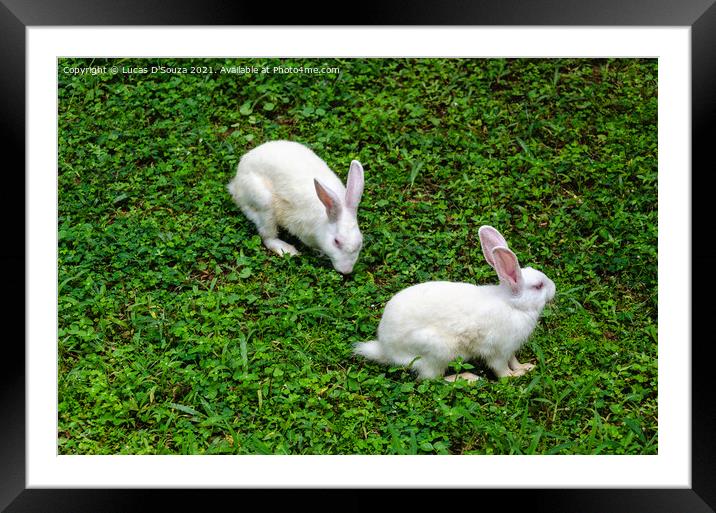 Two white rabbits Framed Mounted Print by Lucas D'Souza