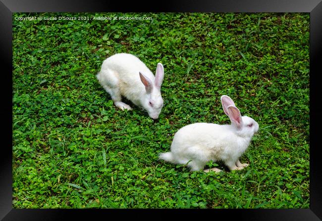 Two white rabbits Framed Print by Lucas D'Souza