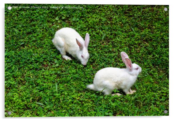 Two white rabbits Acrylic by Lucas D'Souza