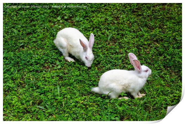 Two white rabbits Print by Lucas D'Souza