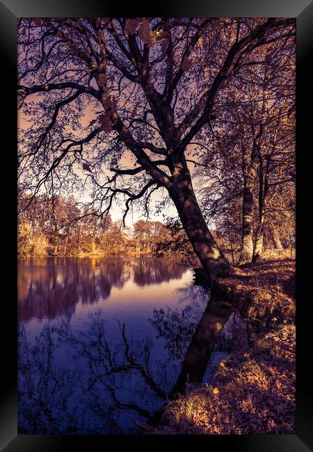 Fall season landscape lake water and autumn tree Framed Print by Alex Winter