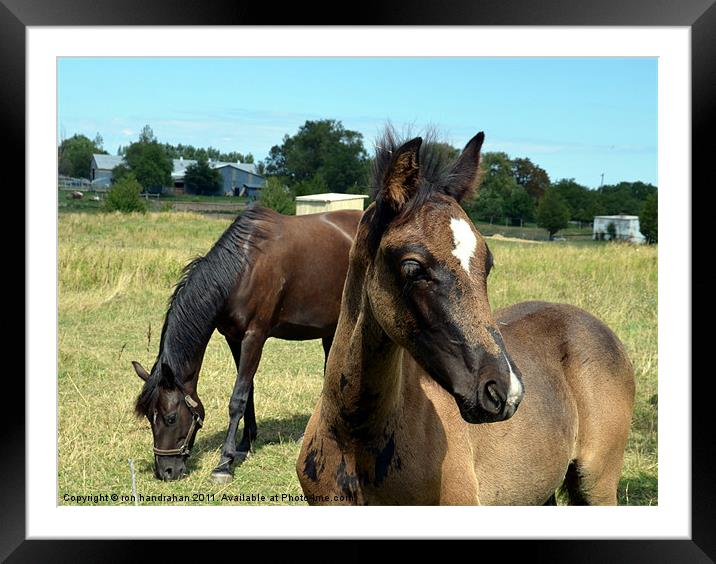 Proud foal Framed Mounted Print by ron handrahan