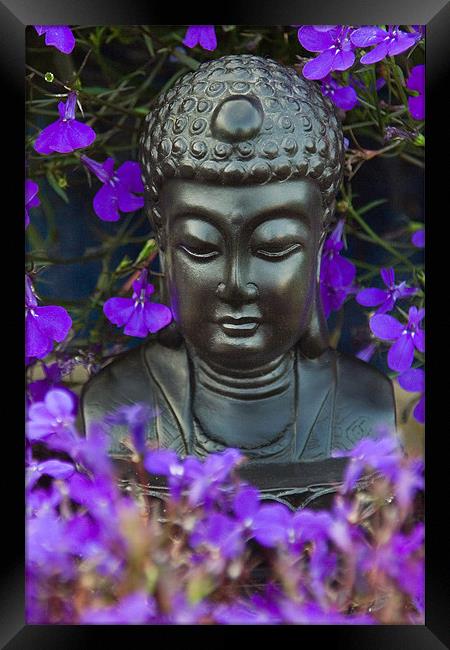 Buddha Framed Print by Wayne Molyneux